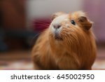 Portrait Of Red Guinea Pig....