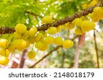 Star Gooseberry On Tree Or...