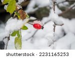A rosehip berry under the snow hangs on a bush. Winter berries under the snow. Snow covered the berry of a wild rose.