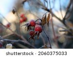 Hoarfrost On Top Rosehip...
