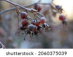 Hoarfrost On Top Rosehip...