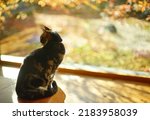 A Tabby Cat Sitting Against The ...