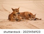 Dingoes Sitting Together On...