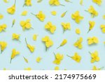 Rapeseed canola yellow blooming flowers buds and petals seamless floral pattern background, top view flat lay