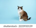 Small photo of Portrait of slightly annoyed snowshoe cat sit isolated on blue background