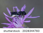 Small photo of Closeup of a female of the Crenulate armoured resin bee, Heriades crenulatus, loaded with pollen of knapwood ,Centaurea, resting on a purple flower