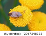 Small photo of Closeup of a European tarnished plant bug, Lygus rugulipennis sitting on a yellow Tansy flower , Tanacetum vulgare