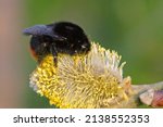 Closeup on a bulky queen red-tailed bumblebee, Bombus lapidarius feeding on pollen form Goat willow, Salix caprea in the field