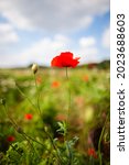 One Red Poppy Flower In The...
