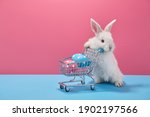 White Easter bunny rabbit with shopping basket and painted eggs on blue and pink background