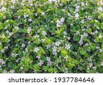 Small photo of Bacopa monnieri, a perennial, creeping herb, water hyssop, water hyssop, brahmi, thyme-leafed gratiola, herb of grace, Indian pennywort. Flowers for balconies. Background