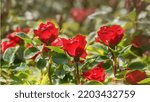 Small photo of Dwarf rose Zepeti, a lovely, repeat-flowering and healthy variety with bright red flowers. A great perpetual bloomer for the garden or pot