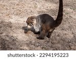 Small photo of White-nosed coati, the coatimundi has an elongated, flexible muzzle and the gray-brown with a silvery sheen fur