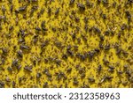 Small photo of many flys stuck on a sheet of sticky yellow fly card. yellow fly paper full of dead flies. house flys stuck on a yellow fly trap in the garden. pest control fly trap hanging on a fruit tree.