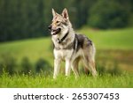 Wolfdog In The Meadow
