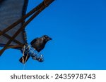 Small photo of Black bird Crow caw calling at the dead sea from a perch on a clear blue sky day