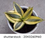 Sansevieria trifasciata 'Golden Hahnii' is up to 8 inches (20 cm) tall and forms low rosettes of erect, oval, gray-green leaves with dark green cross-bands and broad creamy-yellow margins
