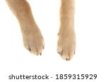 golden retriever dog showing his two legs at the camera in close up view against white studio background