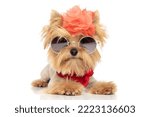 cute yorkie dog with badass attitude is wearing sunglasses, a flower and red bandana against white background