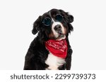 cool bernese mountain dog with red bandana wearing sunglasses and posing with mouth opened while sitting on white background