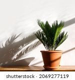 Green House Plant  Flower Cycas ...