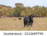 Black Angus beef cow standing in the foreground with other cows out of focus in the background in an autumn pasture.