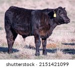 Commercial Angus Bull Calf In A ...