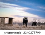 Small photo of Angus crossbred heifer stands next to a wooden mineral feeder in a dormant January pasture in Alabama with another heifer in the background under a romantic dusk sky.