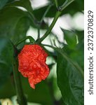 Small photo of Single Carolina Reaper (Capsicum chinense) pepper ripening on the plant, viewed close-up.