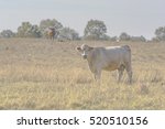 White Commercial Brood Cow...