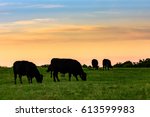 Black Angus Cows Grazing In...