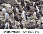 Guillemot or Common Murre birds on Harp Rock, Isle of Lunga, Scotland, UK. A very large flock forms here in the breeding season