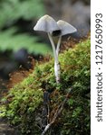 Small photo of Coprinellus xanthothrix, an inkcap mushroom