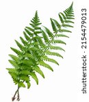 Large Fern Leaves On A White...