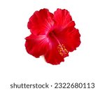 Red hibiscus flowers isolated...