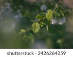Small photo of leaves on a branch. green leaves of hazel on a tree branch. close up of hazel leaves on a tree