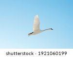 white swans fly in the sky under the bright sun