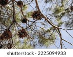 Pine Cones With A Blue Sky In...
