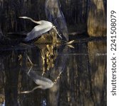 Small photo of Great Blue Heron takes flight from the shallow still waters of the Louisiana bayou with a trail of water drops and casting a clear reflection in the water with the golden hour sun low in the sky