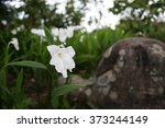 White Flower On Laan Hin Pum At ...