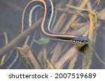 A Plains Garter Snake Resting...