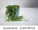 Senecio rowleyanus, string of pearls, houseplant with round green leaves in a blue ceramic pot. Isolated on a white background, in landscape orientation.