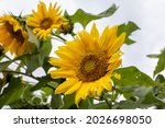 Sunflowers Blooming On The...