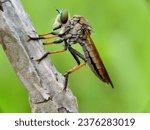 Small photo of This is the Robber Fly, a Dreaded Predatory Insect