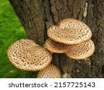 Bracket Fungus Growing On A...