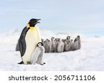 two penguins and their baby, penguin family in the antarctic, isolated king penguin, penguins hugging their baby