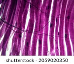 Small photo of Histology microscope image of motor unit synapse of muscle fibers (100x)