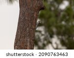 Endangered red-cockaded woodpecker on the side of a pine tree