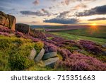Vibrant purple heather being illuminated by the setting sun in the Peak District.