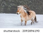 Portrait of a norwegian fjord horse galloping across a snowy paddock